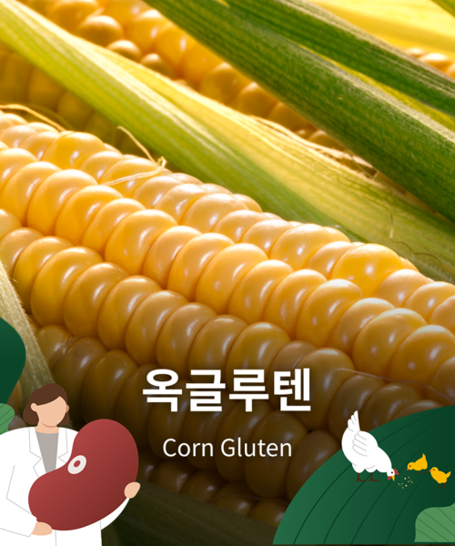 옥글루텐(Corn Gluten)