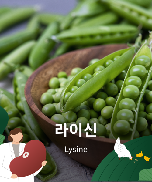 라이신(Lysine)