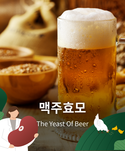맥주효모(the yeast of beer)